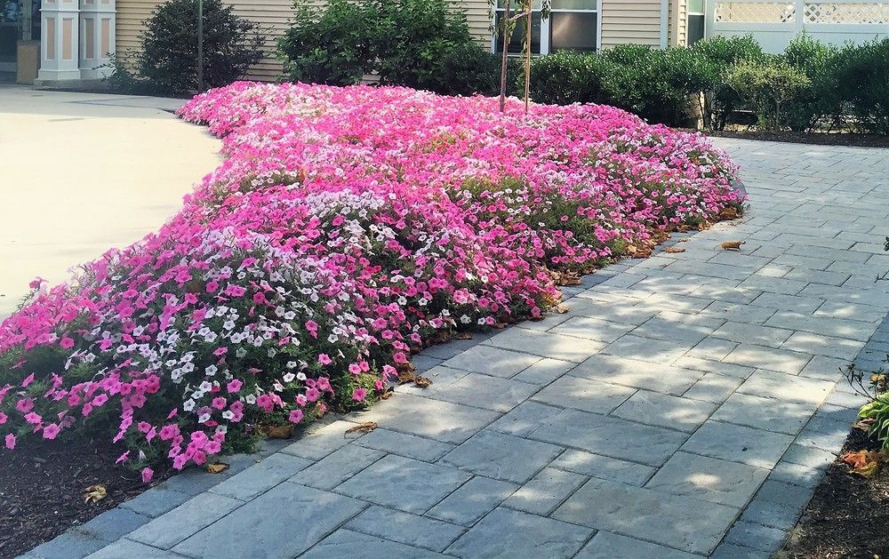 Vacation Village In The Berkshires Ханкок Экстерьер фото Petunia x hybrida